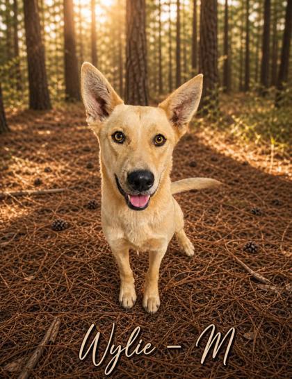 Wylie, Adoptable, Adult Male Shepherd & Mixed Breed.