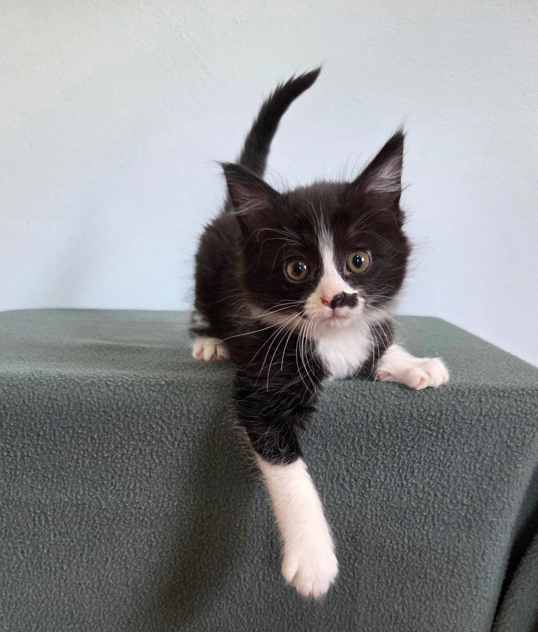 Twinkle , an adopted mixed breed in High Ridge, MO image 2/2