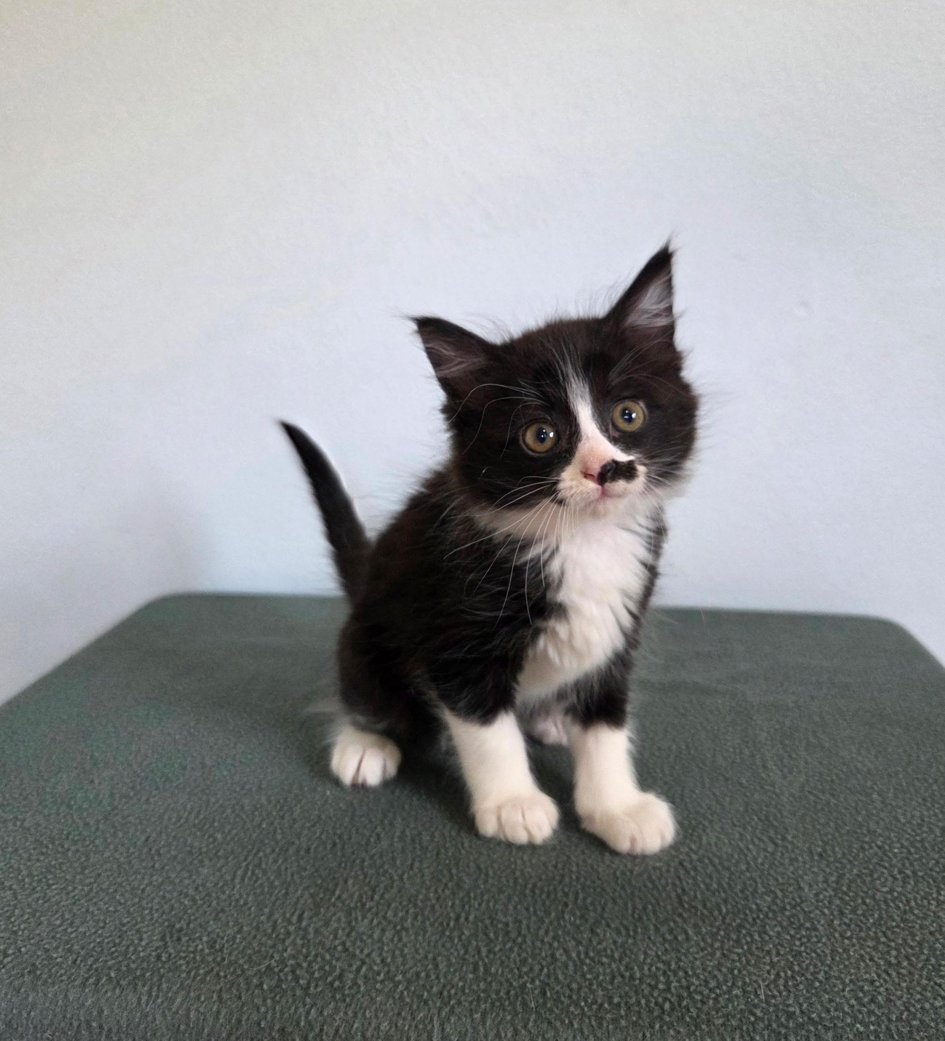 Twinkle , adopted, Kitten Female Tuxedo & Domestic Medium Hair.
