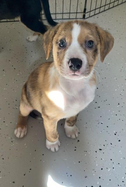 Rhett, Adoptable, Puppy Male Mixed Breed.