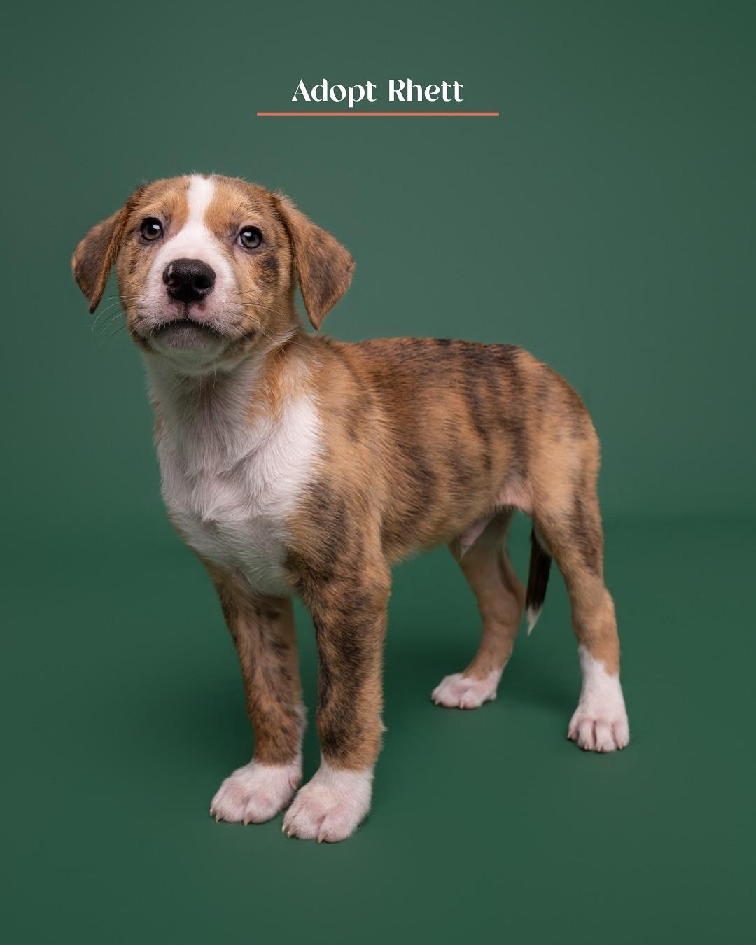 Rhett, a Adoptable Mixed Breed in Burgaw, NC image 1/2