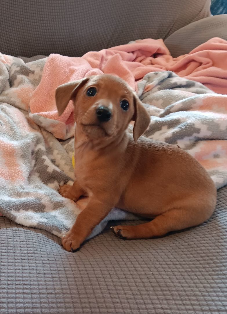 Bruno, Adopted, Puppy Male Miniature Dachshund & Chihuahua.