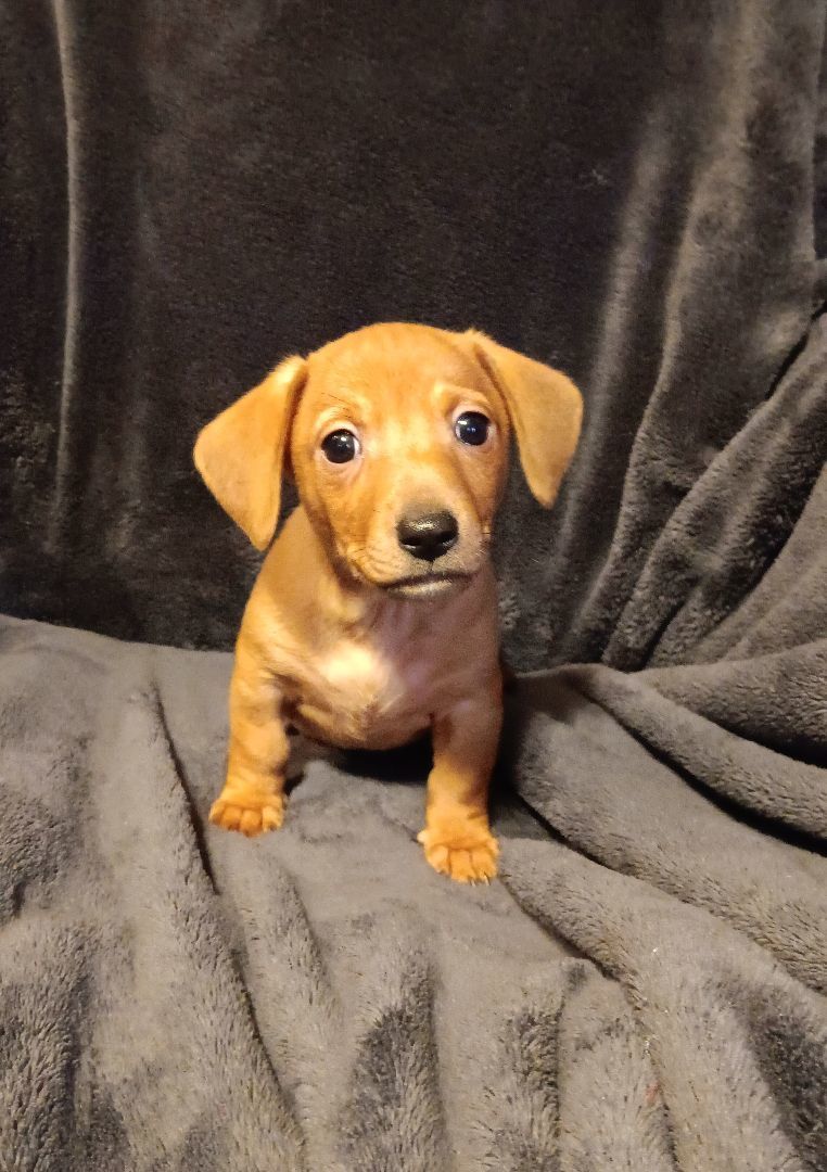 Enlarge Bruno, a Adopted mixed breed in Bucyrus, OH image 2/6