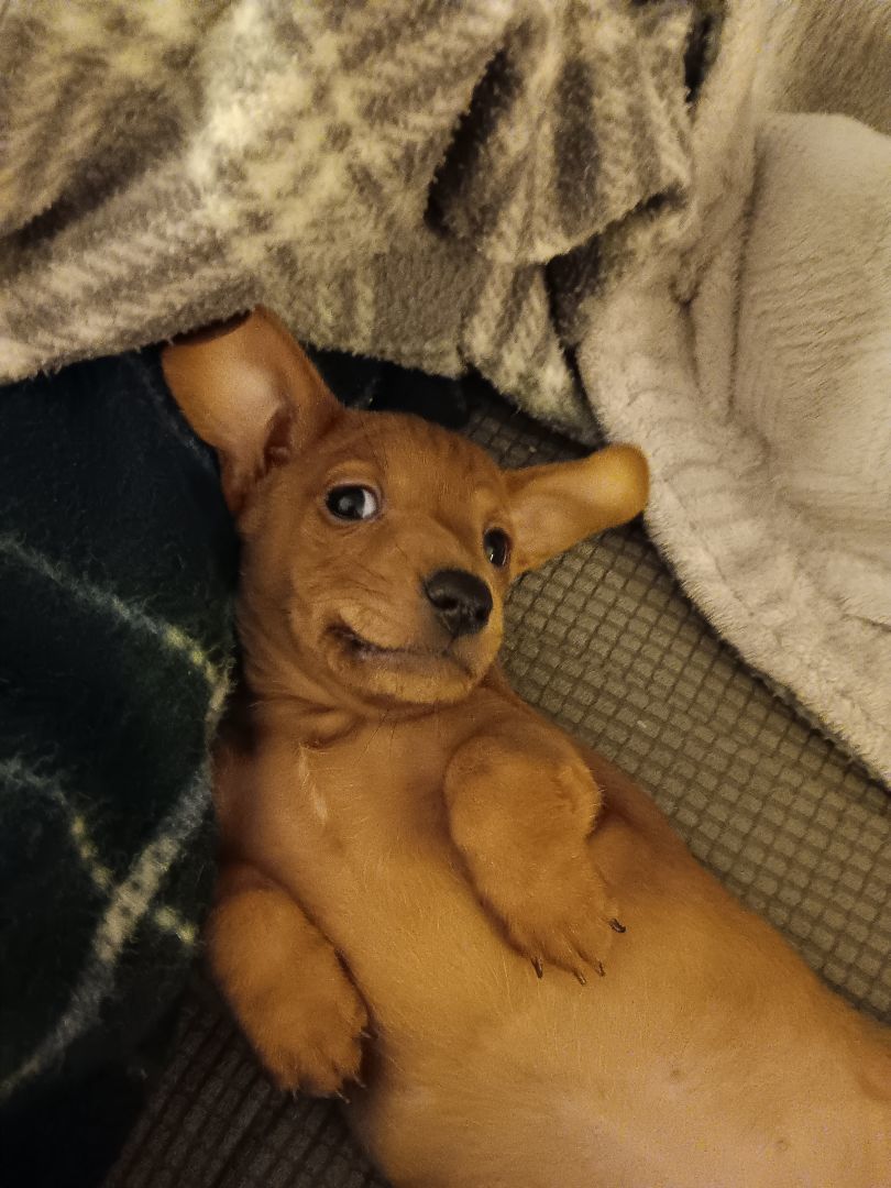 Enlarge Bruno, a Adopted mixed breed in Bucyrus, OH image 3/6