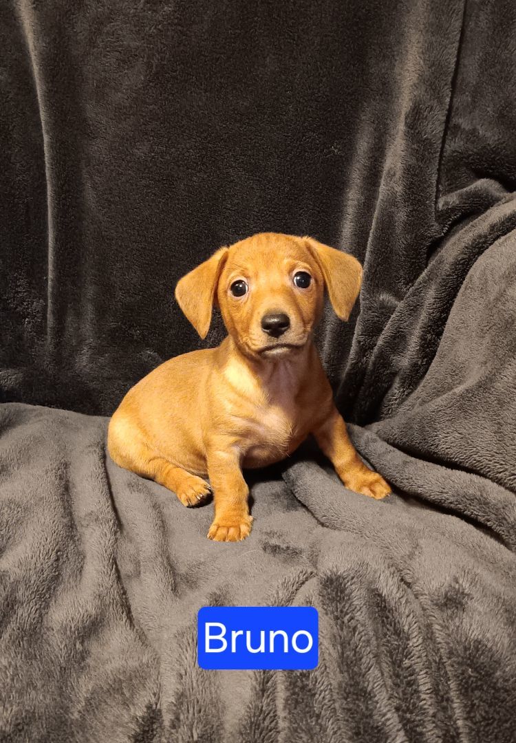 Enlarge Bruno, a Adopted mixed breed in Bucyrus, OH image 4/6