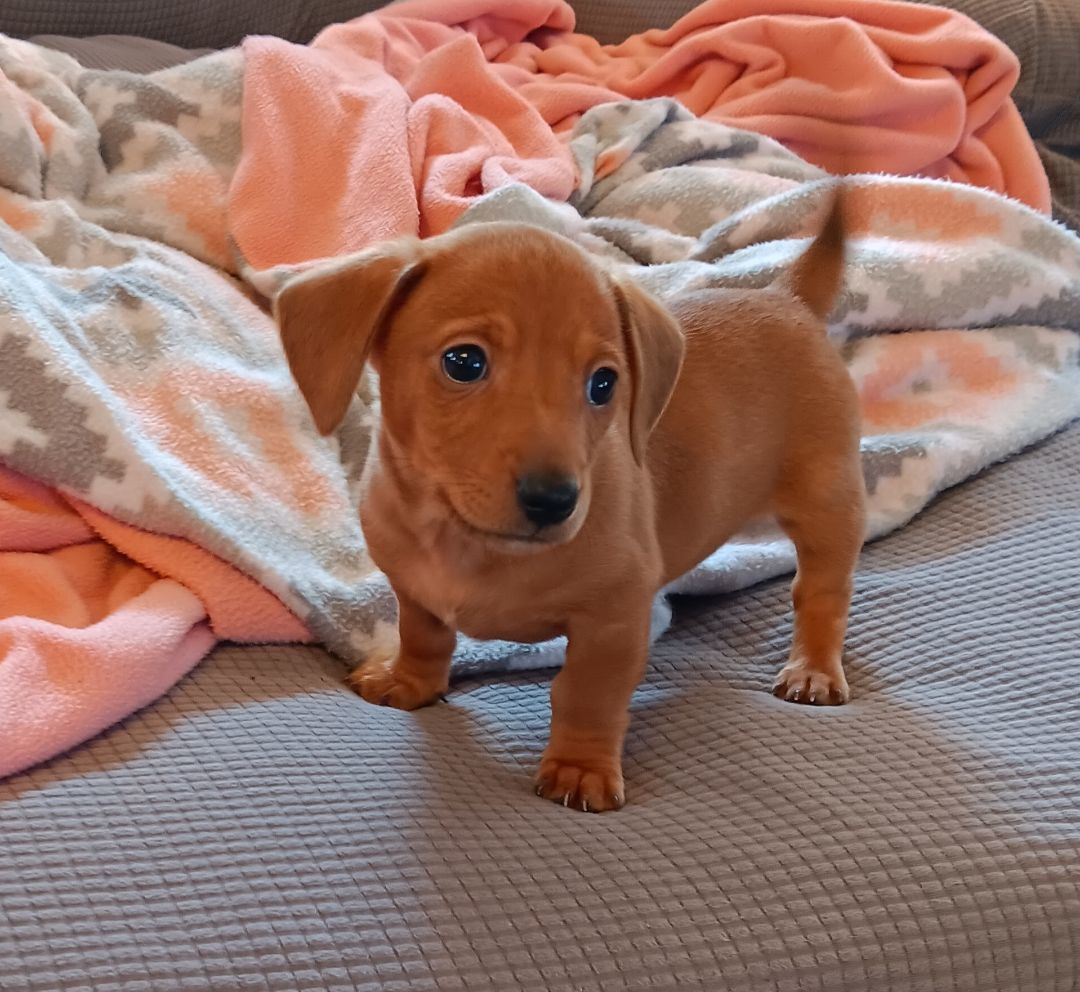 Enlarge Bruno, a Adopted mixed breed in Bucyrus, OH image 5/6