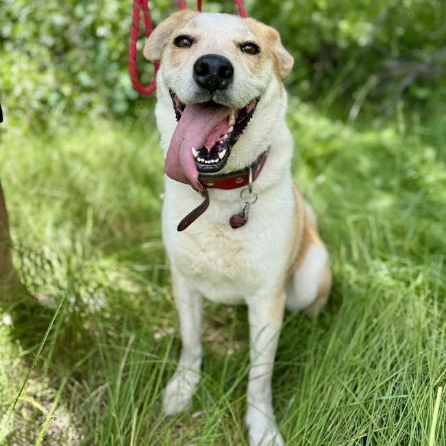 Enlarge River, a Adoptable mixed breed in Thayne, WY image 1/4