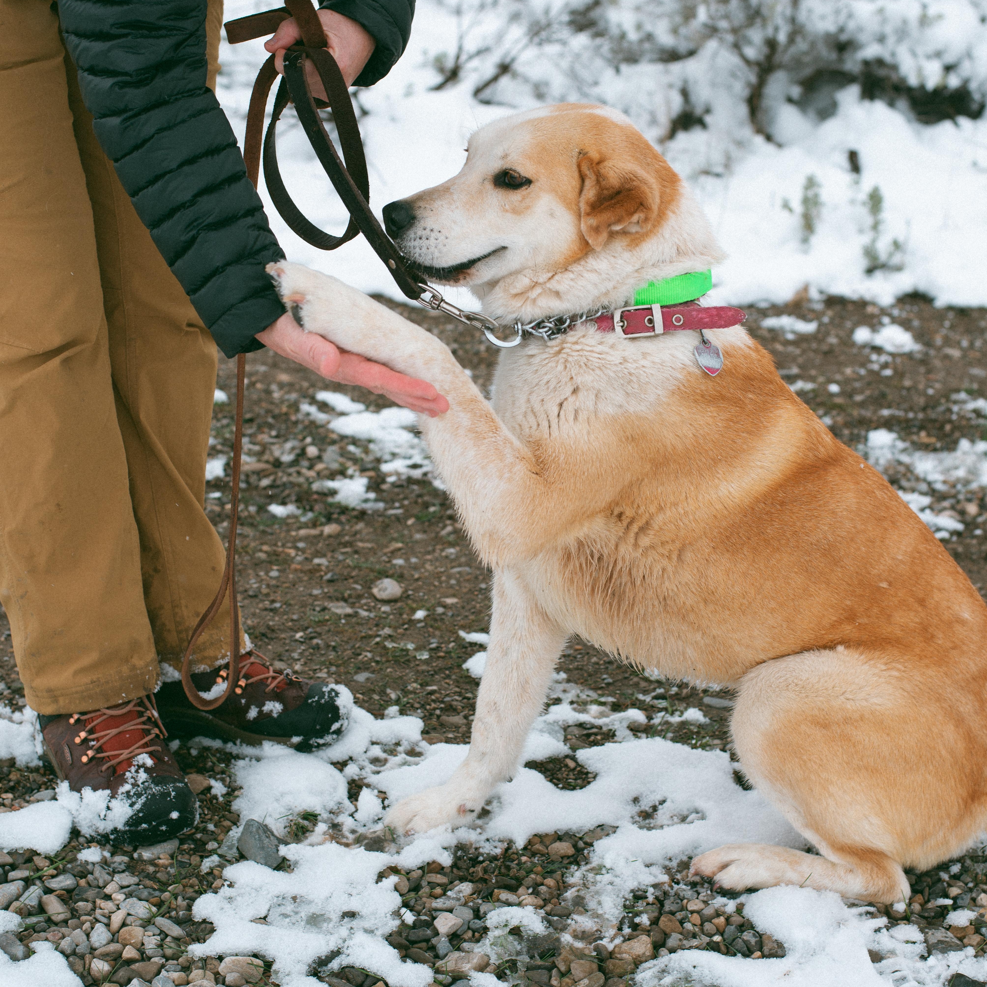 Enlarge River, a Adoptable mixed breed in Thayne, WY image 6/6