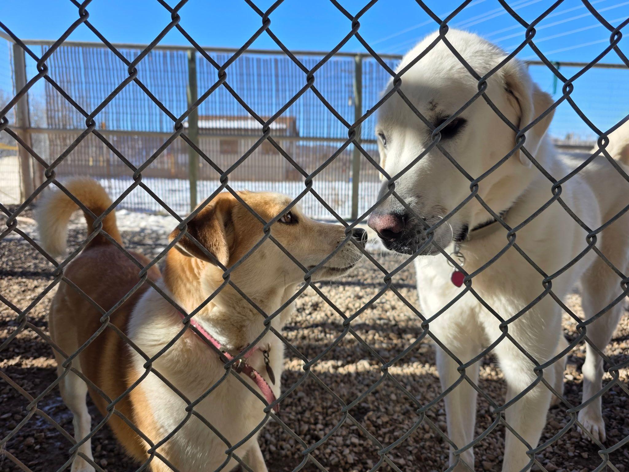 River, a Adoptable mixed breed in Thayne, WY image 5/5