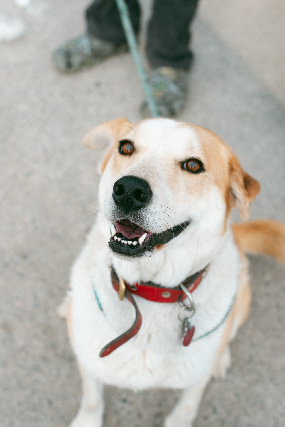 Enlarge River, a Adoptable mixed breed in Thayne, WY image 3/4