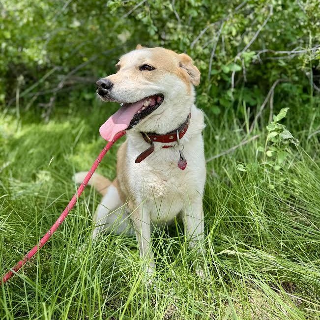 Enlarge River, a Adoptable mixed breed in Thayne, WY image 2/4