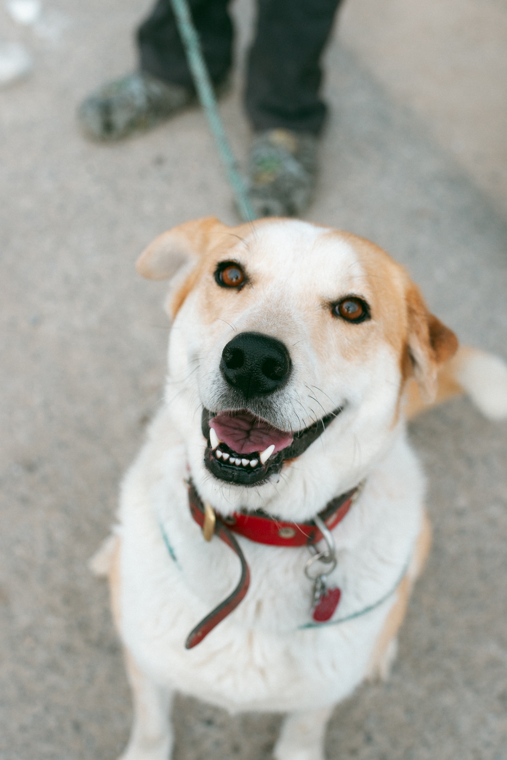 Enlarge River, a Adoptable mixed breed in Thayne, WY image 4/4