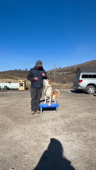 Enlarge River, a Adoptable mixed breed in Thayne, WY video 6/6