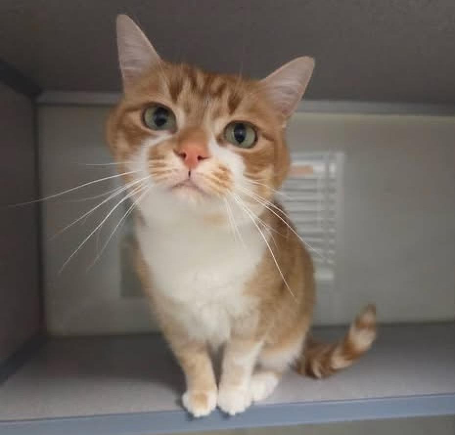 Lily, Adopted, Adult Female American Shorthair.