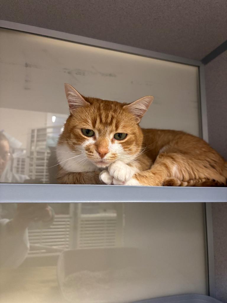 Enlarge Lily, a Adopted American Shorthair in Liverpool, NY image 2/2