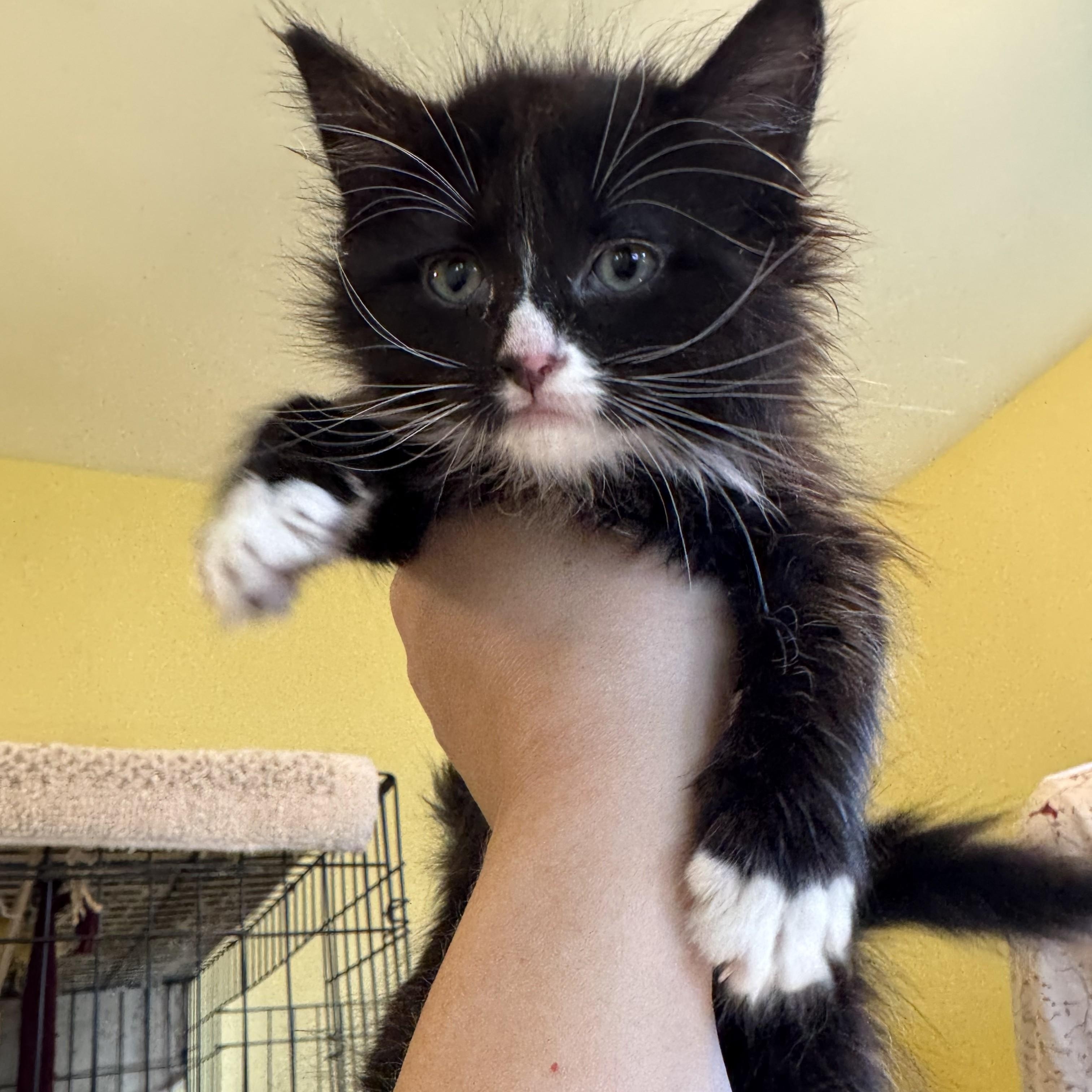 Maysue, ADOPTABLE, Kitten Female Domestic Long Hair.