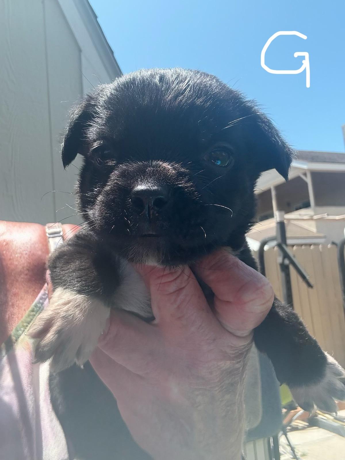 Aimee, an adoptable Cane Corso & Terrier Mix in Bakersfield, CA_image-1