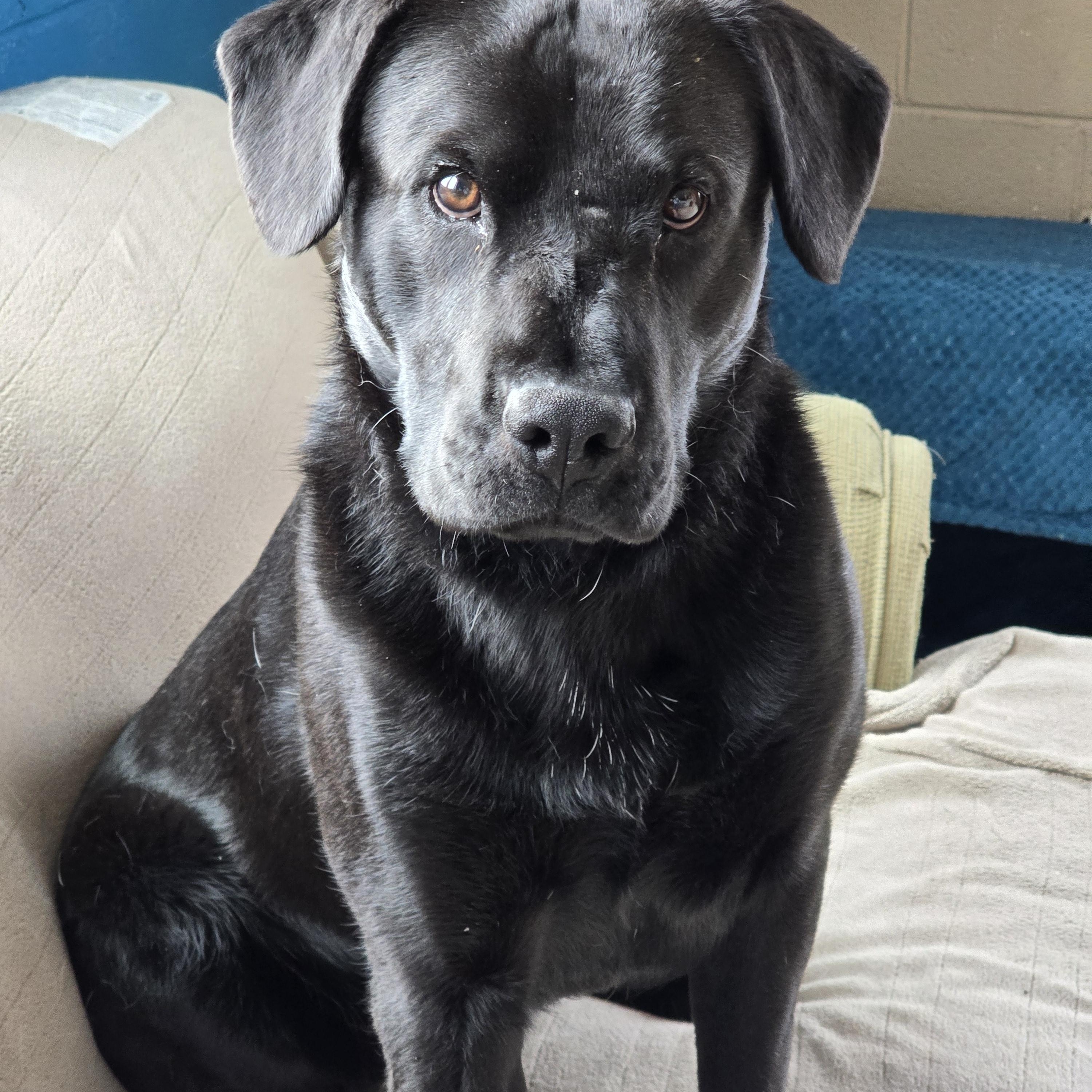 Enlarge Grayson , a ADOPTABLE mixed breed in Dandridge, TN image 1/1