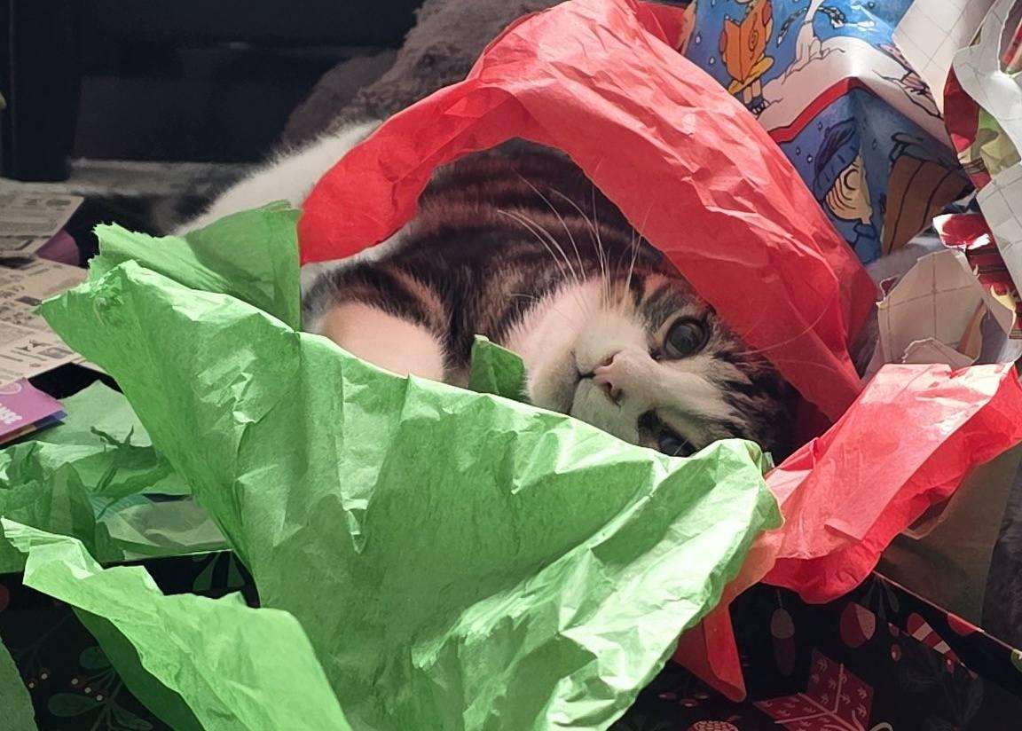 Joey, Adoptable, Young Male Tabby.