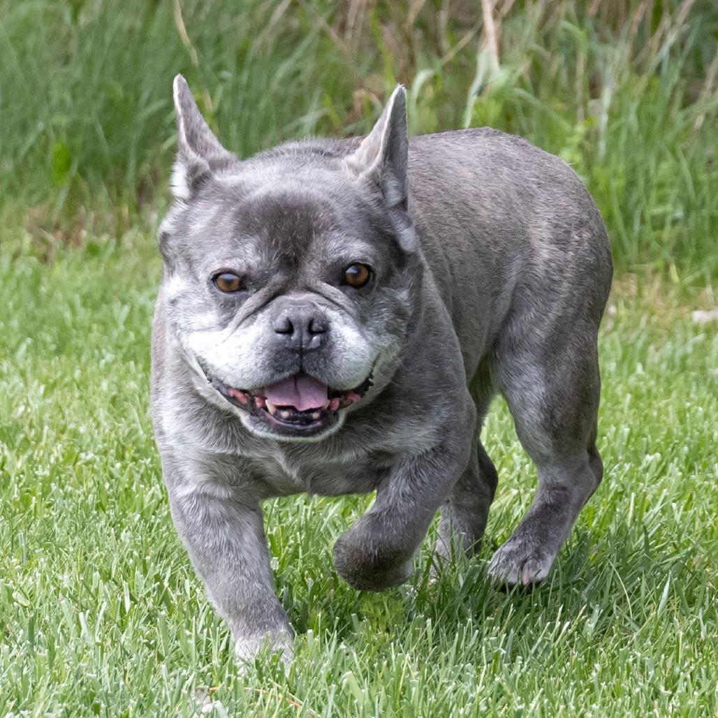 Wrennie, Adoptable, Adult Female French Bulldog.