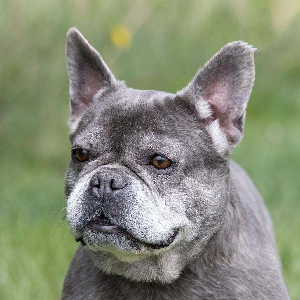 Wrennie, a Adoptable French Bulldog in Erie, PA image 2/6