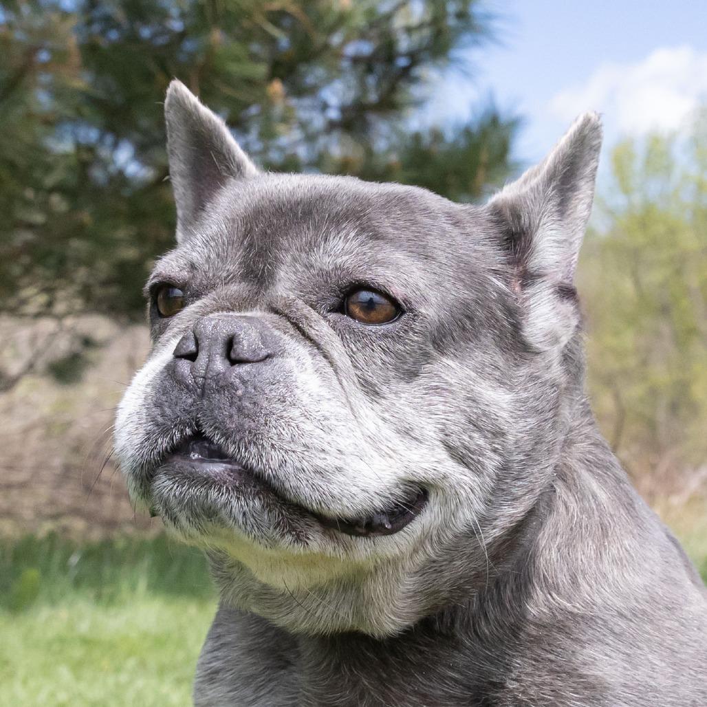 Wrennie, a Adoptable French Bulldog in Erie, PA image 3/6
