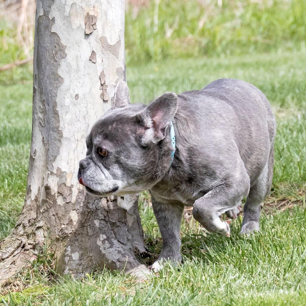 Wrennie, a Adoptable French Bulldog in Erie, PA image 4/6