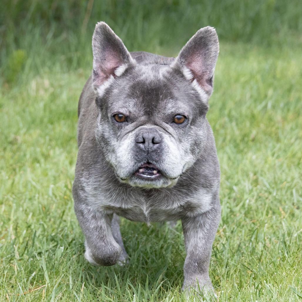 Wrennie, a Adoptable French Bulldog in Erie, PA image 5/6