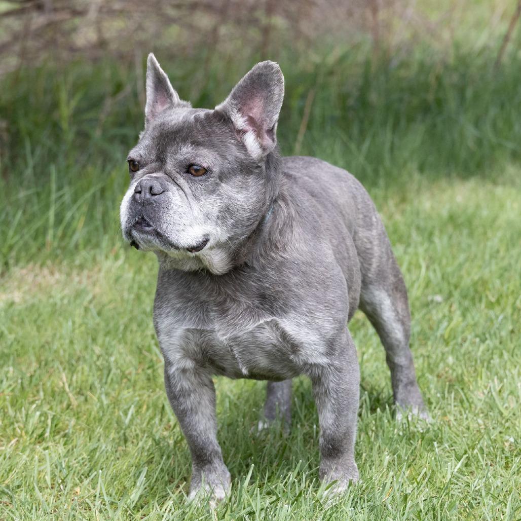 Wrennie, a Adoptable French Bulldog in Erie, PA image 6/6