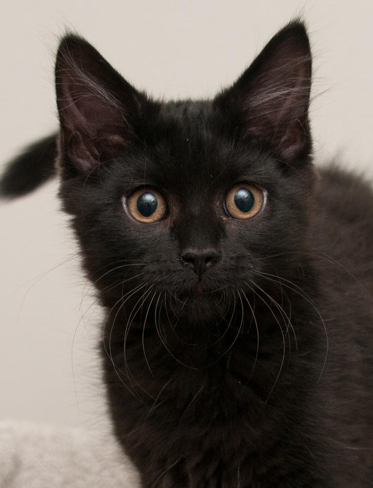 Io (gets adopted with Callisto), Adoptable, Kitten Male Domestic Long Hair.