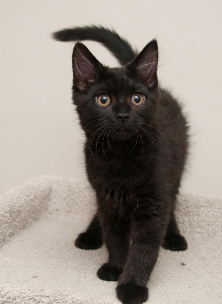 Io (gets adopted with Callisto), a Adoptable Domestic Long Hair in Westminster, CO image 4/5