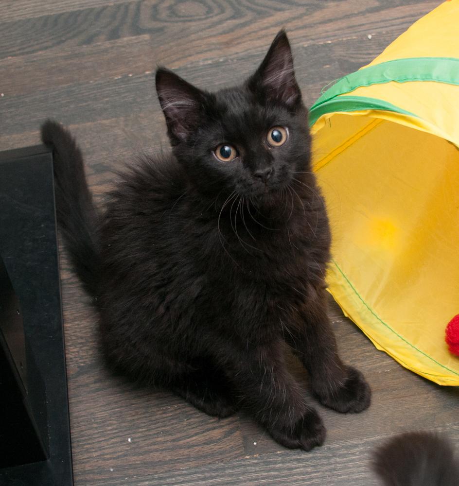 Io (gets adopted with Callisto), a Adoptable Domestic Long Hair in Westminster, CO image 3/5