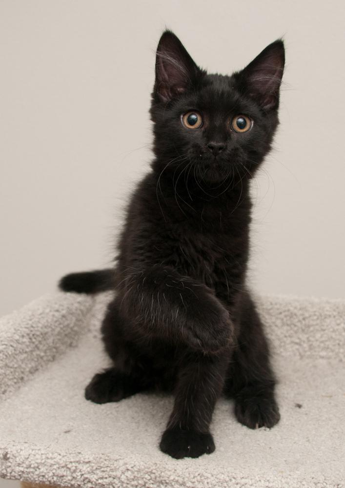 Io (gets adopted with Callisto), a Adoptable Domestic Long Hair in Westminster, CO image 2/5