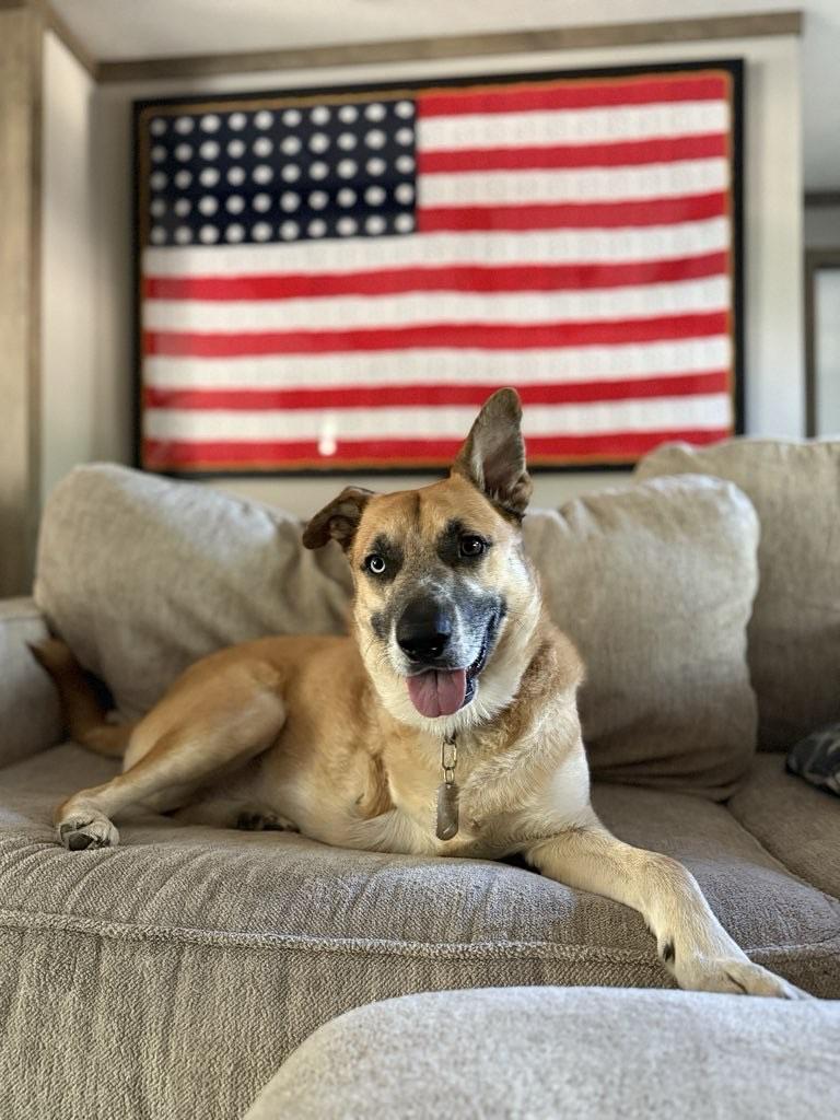 Enlarge Merlin, a Adoptable mixed breed in New Orleans, LA image 1/6