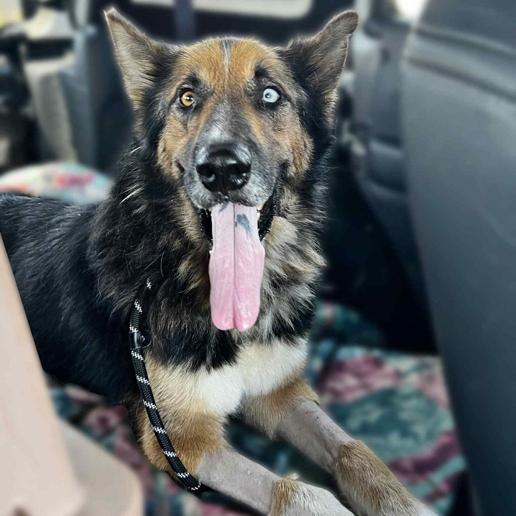 Tacoma, Adoptable, Adult Male German Shepherd Dog & Husky.