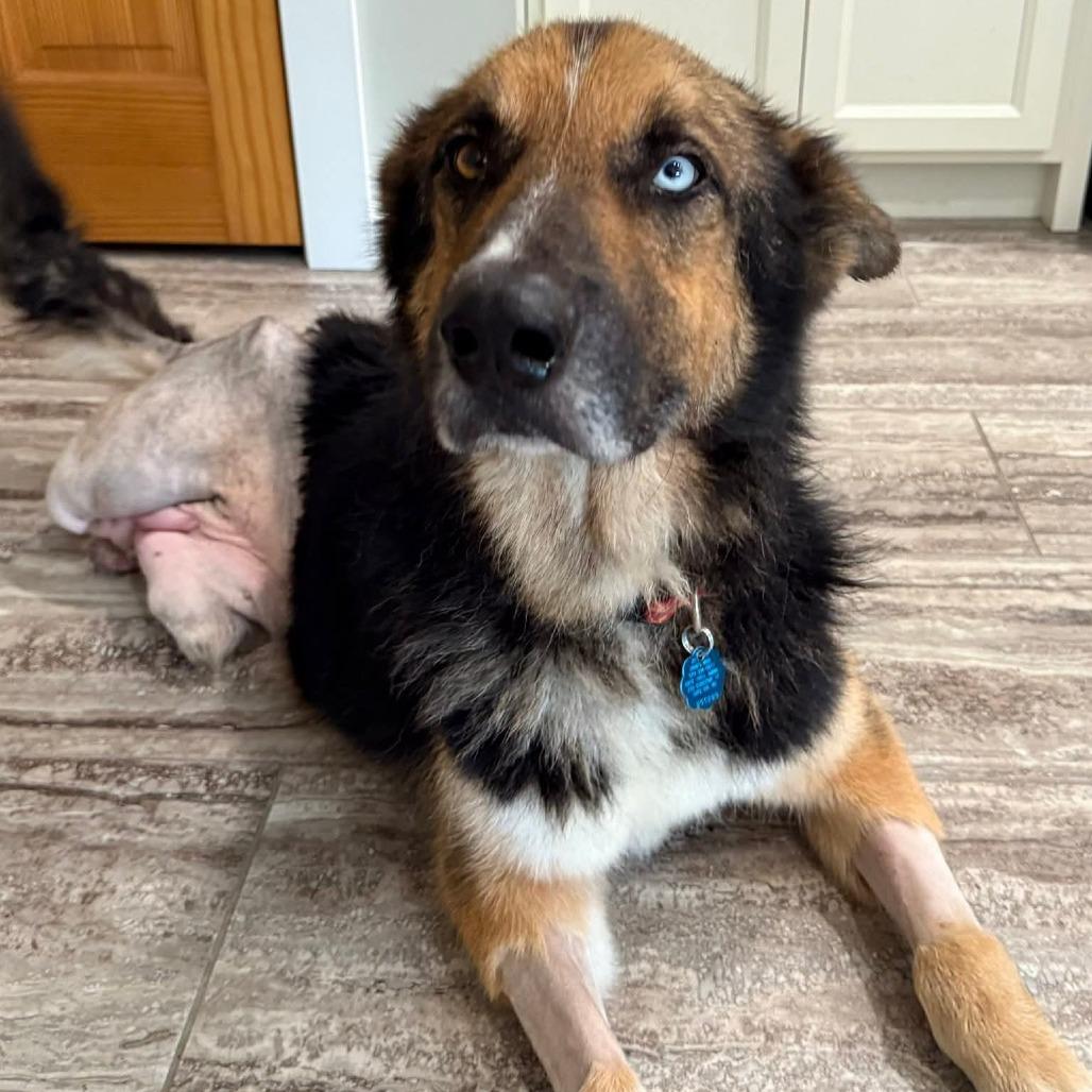 Tacoma, a Adoptable mixed breed in Jackson, MO image 2/6