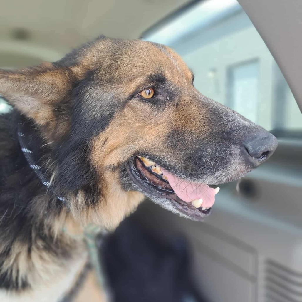 Tacoma, a Adoptable mixed breed in Jackson, MO image 3/6