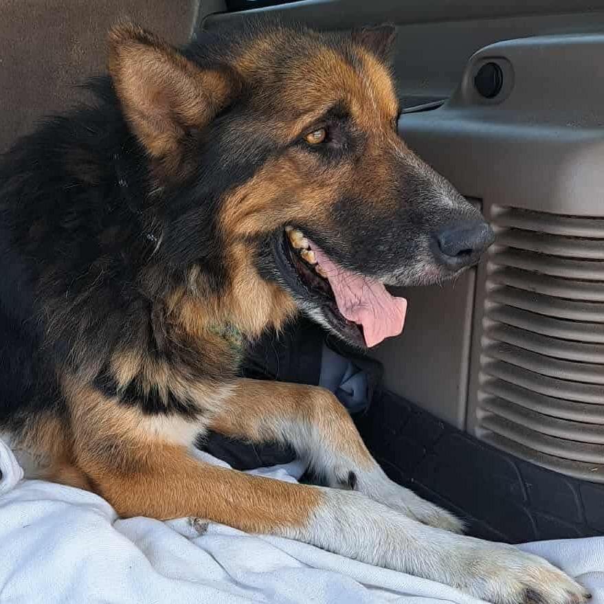 Tacoma, a Adoptable mixed breed in Jackson, MO image 4/6