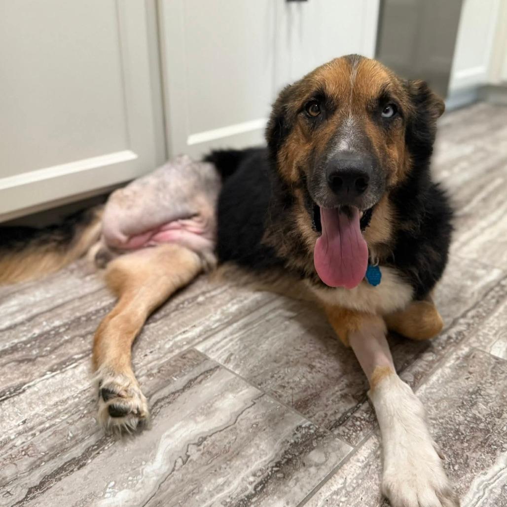 Tacoma, a Adoptable mixed breed in Jackson, MO image 5/6