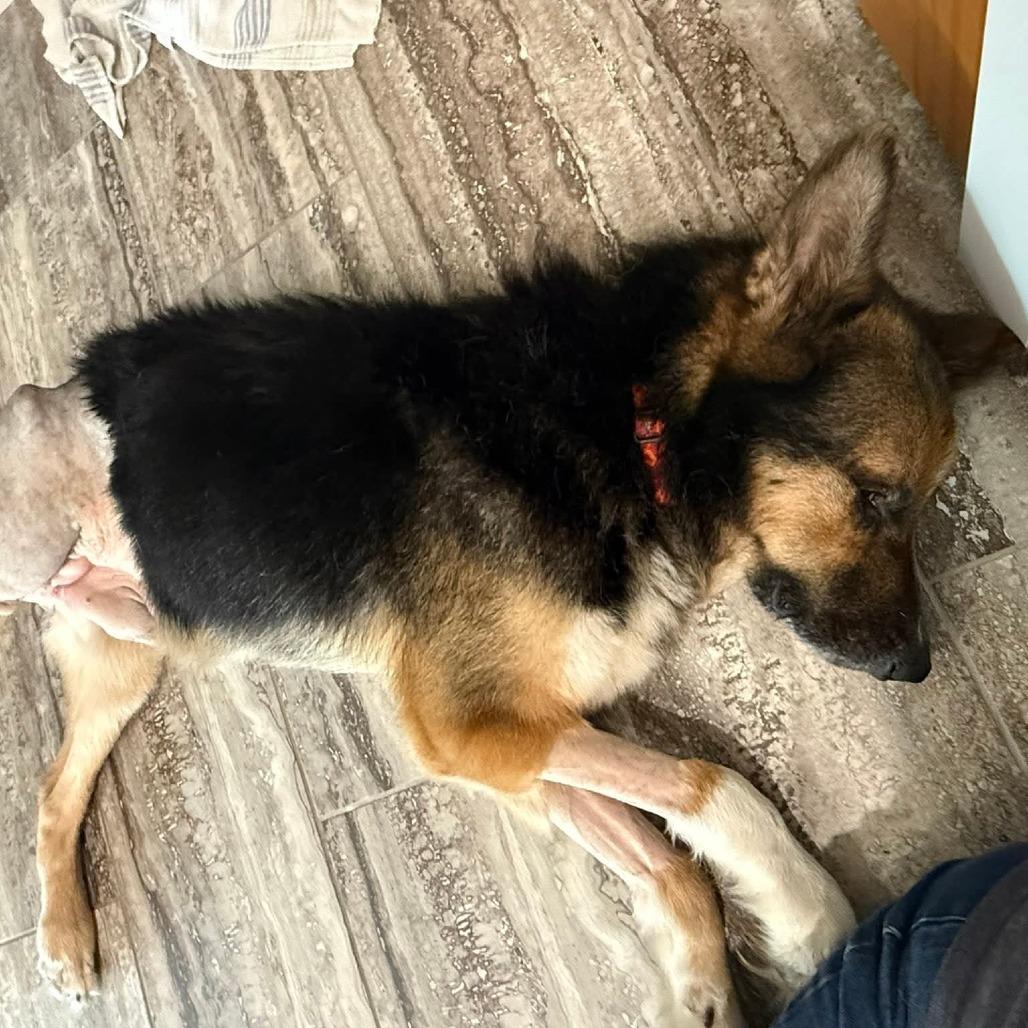 Tacoma, a Adoptable mixed breed in Jackson, MO image 6/6