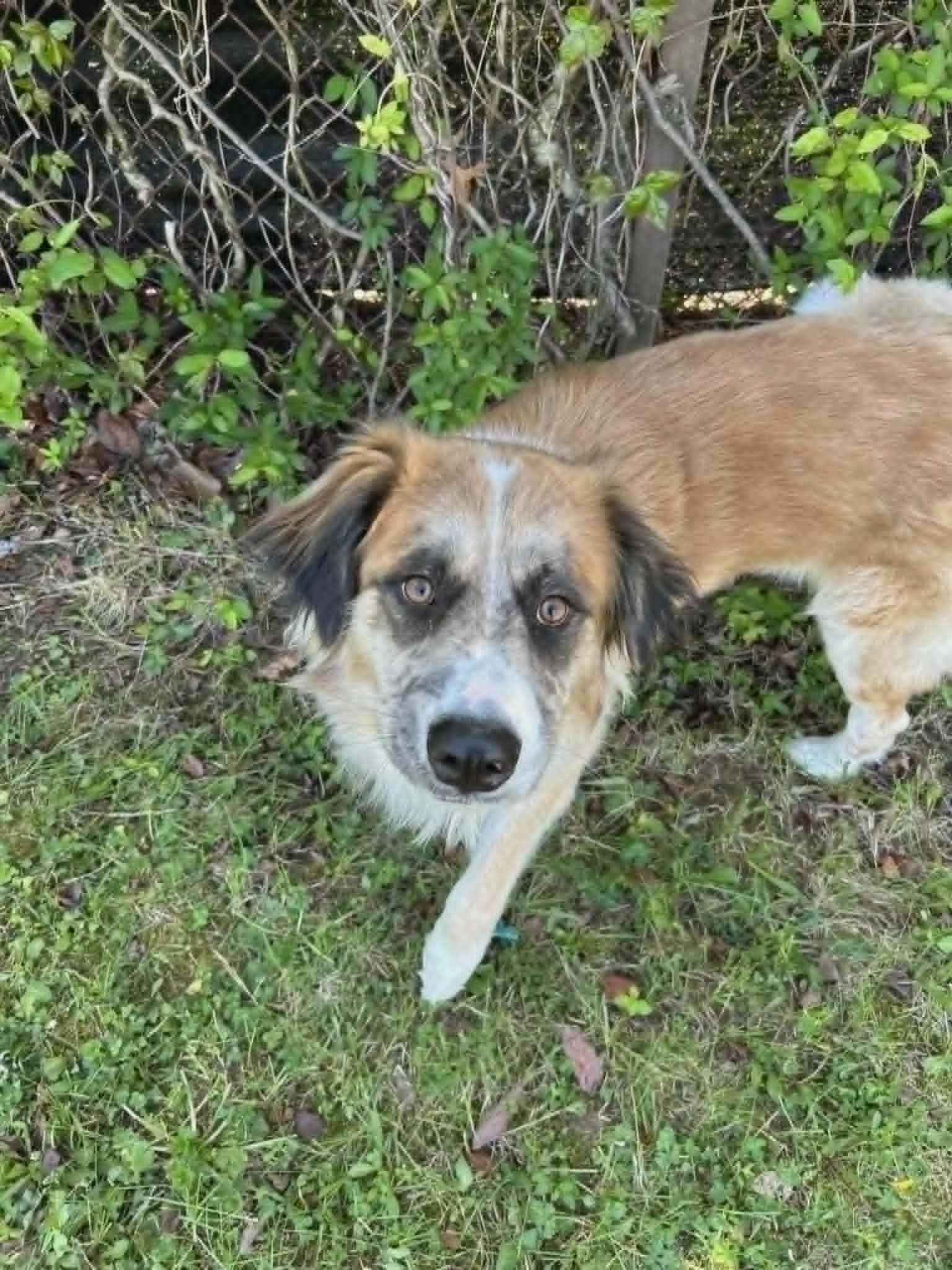 Enlarge Clifford, a ADOPTABLE mixed breed in Clayton, NJ image 3/5