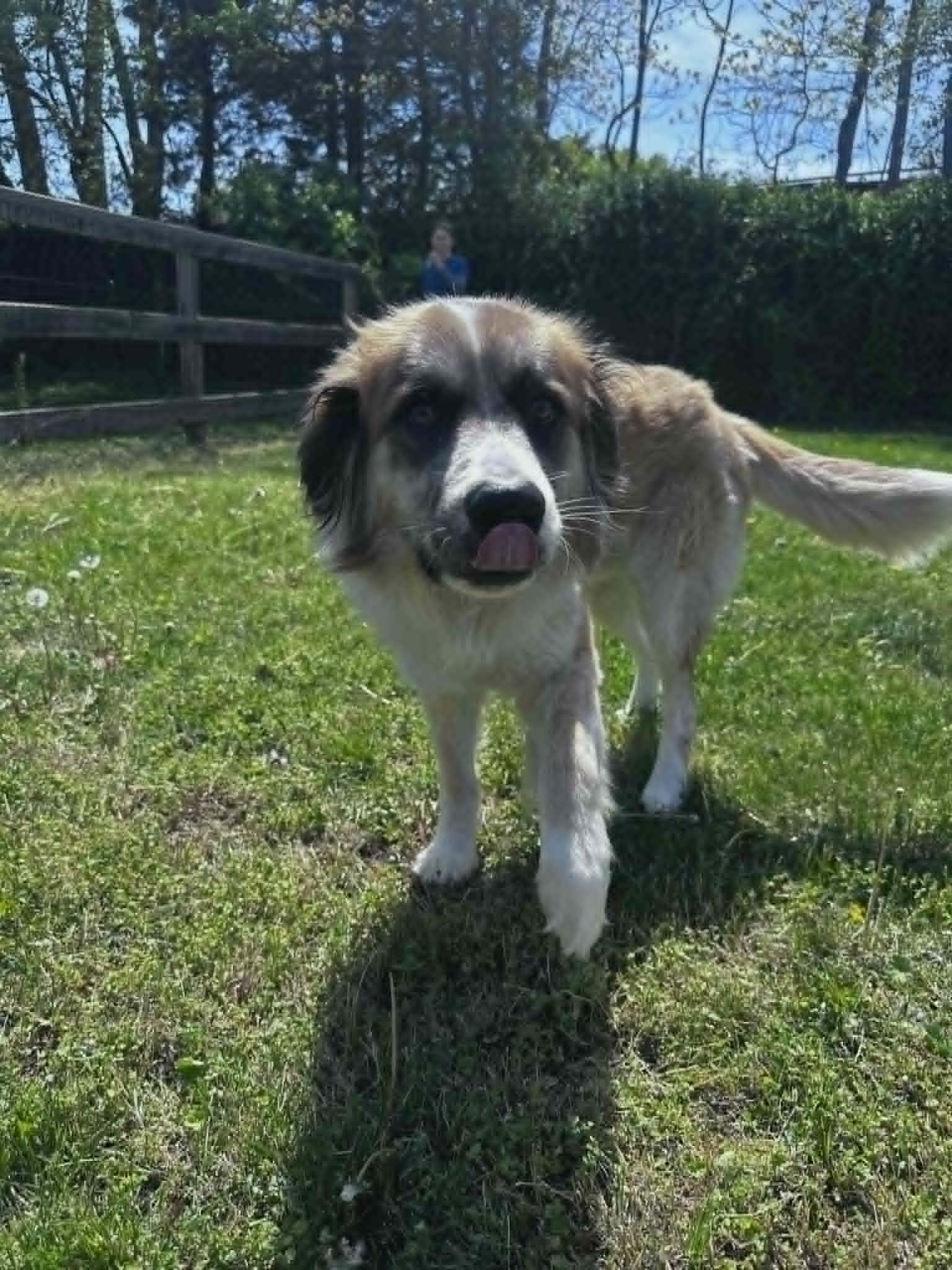 Enlarge Clifford, a ADOPTABLE mixed breed in Clayton, NJ image 4/5