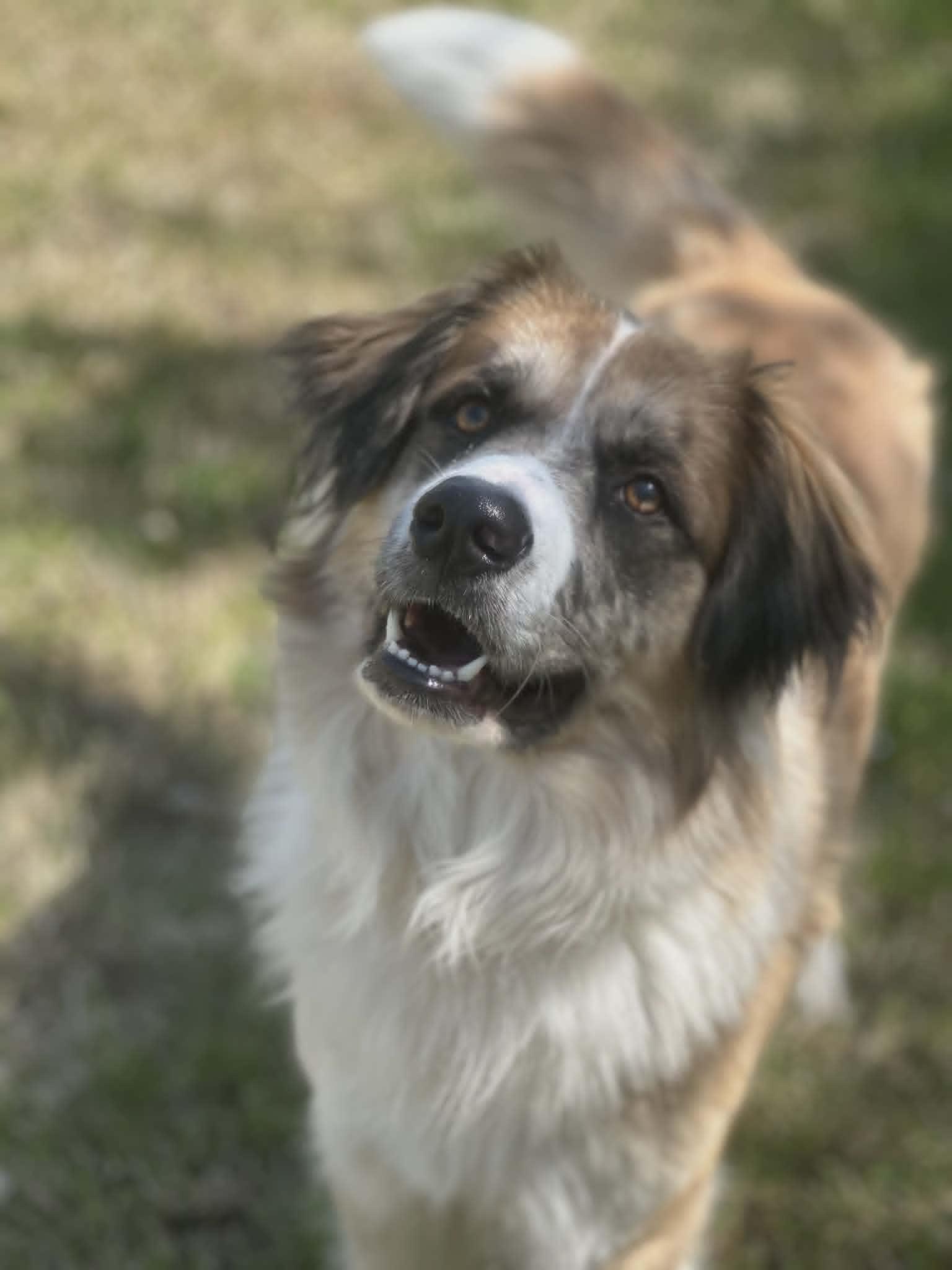 Enlarge Clifford, a ADOPTABLE mixed breed in Clayton, NJ image 2/5