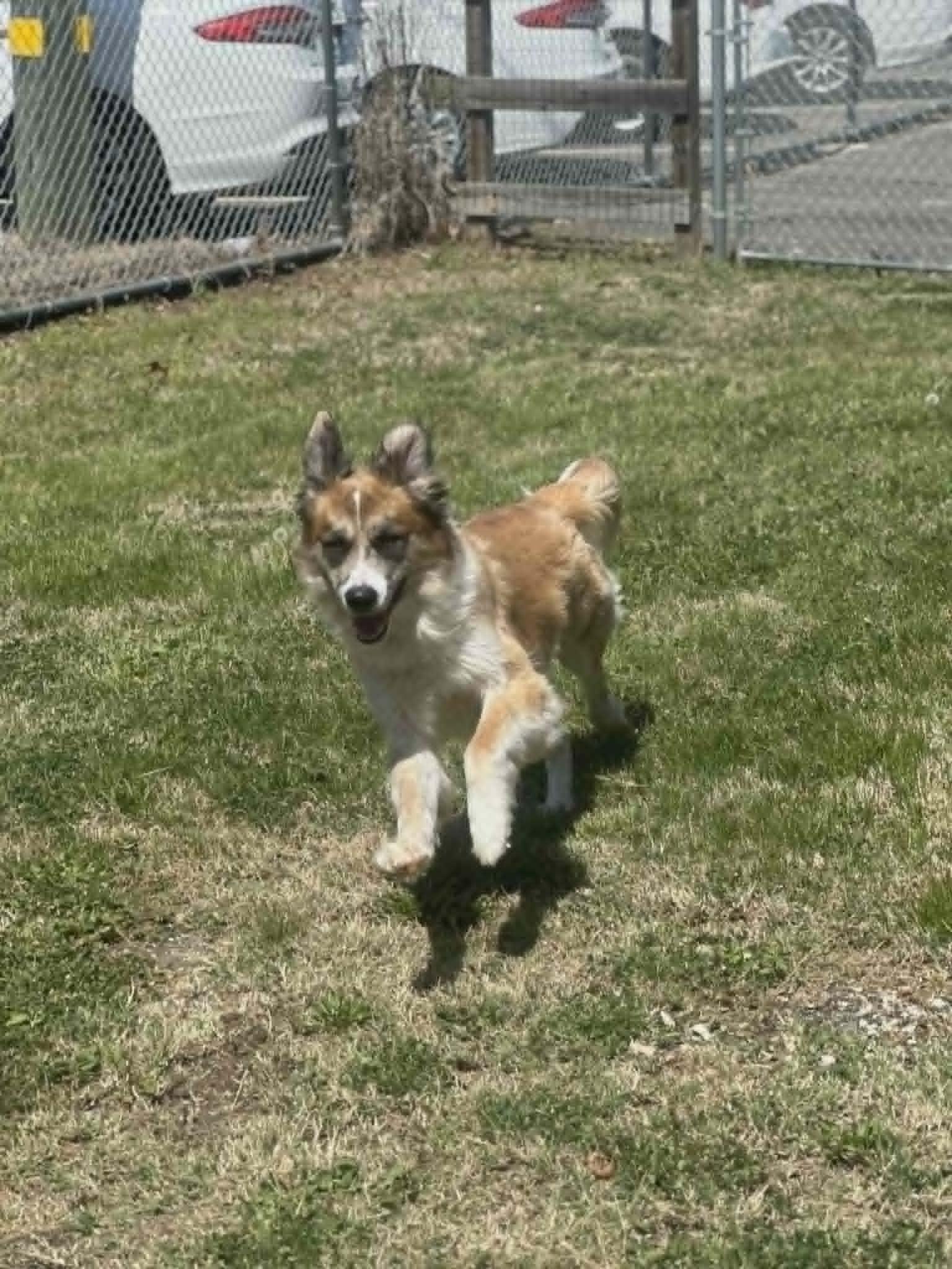 Enlarge Clifford, a ADOPTABLE mixed breed in Clayton, NJ image 5/5