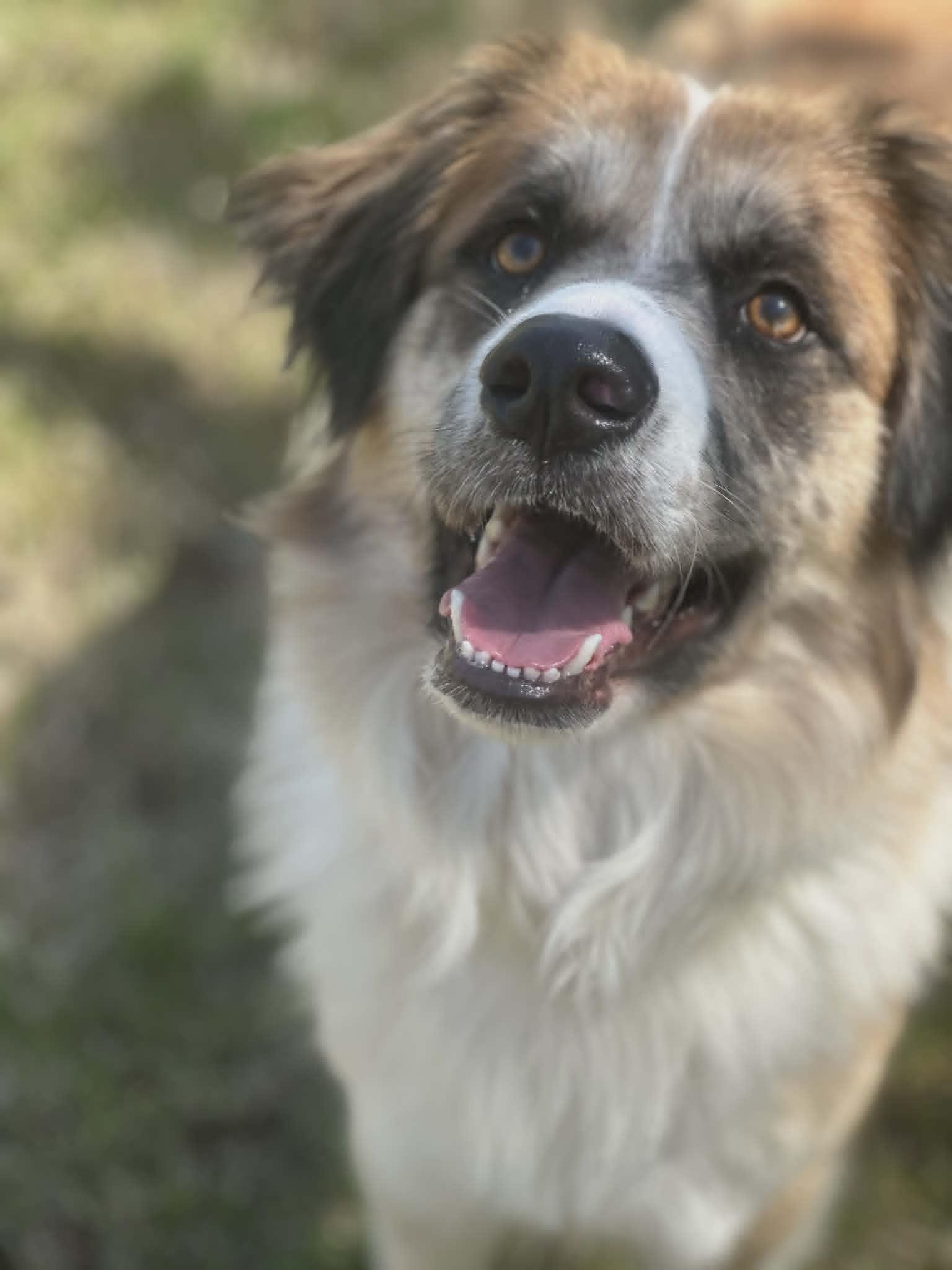 Enlarge Clifford, a ADOPTABLE mixed breed in Clayton, NJ image 1/5