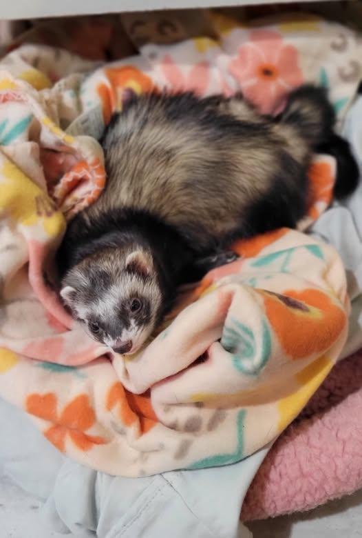 Enlarge Dot, a Adoptable Ferret in Acworth, GA image 1/1