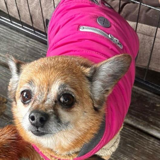 Miss Daisy - Forever Foster, Adoptable, Senior Female Chihuahua & Terrier.