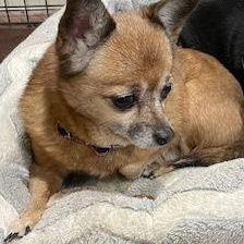 Enlarge Miss Daisy - Forever Foster, a Adoptable mixed breed in Glenelg, MD image 2/3