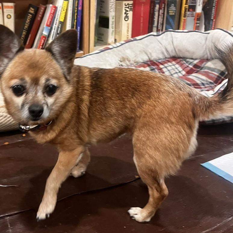 Enlarge Miss Daisy - Forever Foster, a Adoptable mixed breed in Glenelg, MD image 3/3