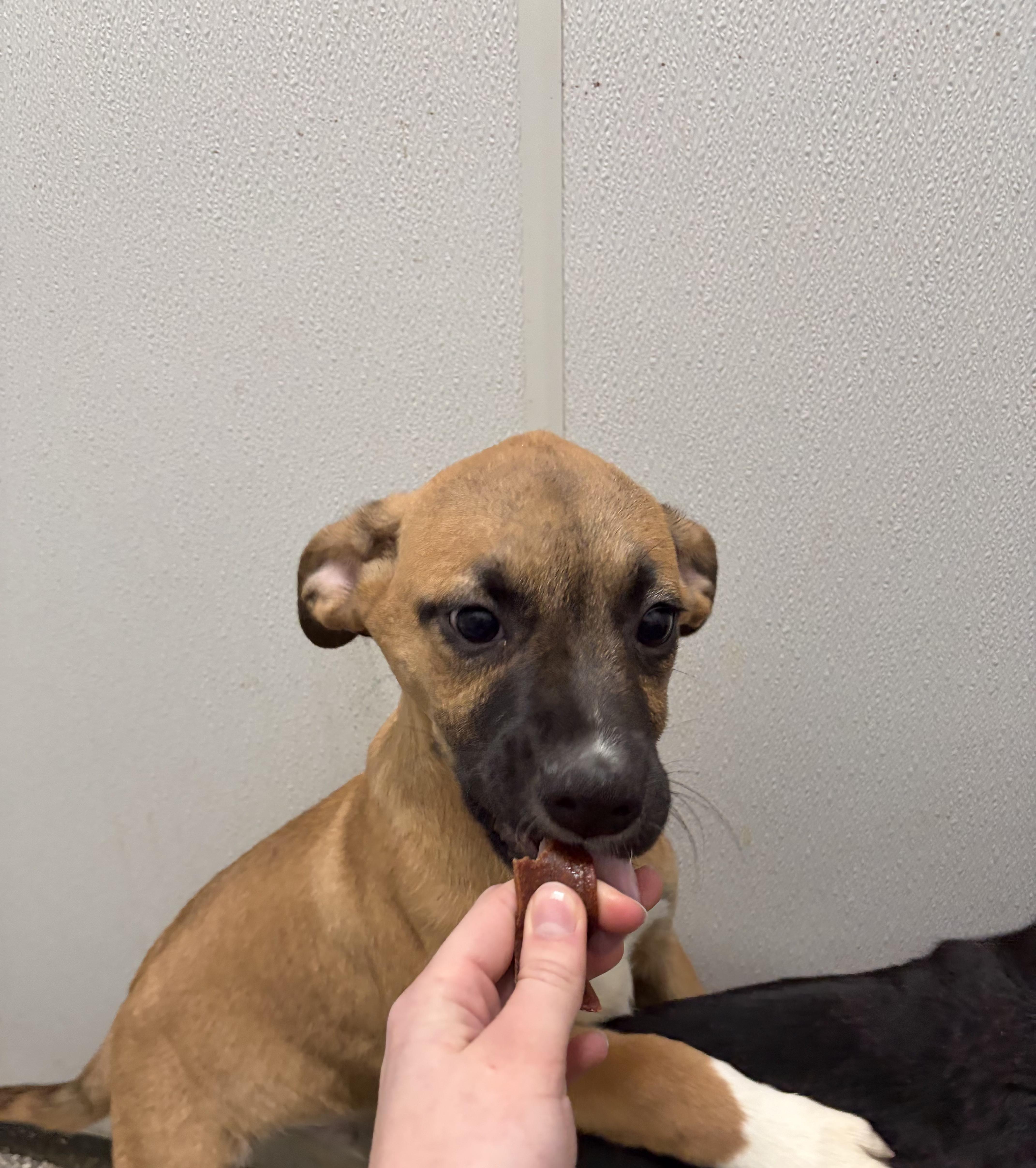 Tucker, ADOPTABLE, Puppy Male Mixed Breed.